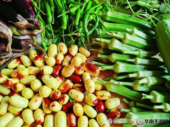 榴莲秋葵向日葵茄子丝瓜大全:丰富多彩的蔬果世界探秘