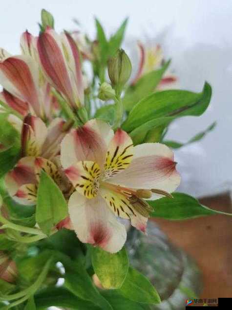 室友突然长出花 cue 怎么办：这可真是令人惊讶又棘手的状况啊