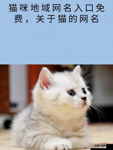猫咪的永久地域网名是什么——探寻其独特魅力所在