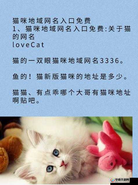 猫咪 MV 最新地域网名如何改的相关探讨