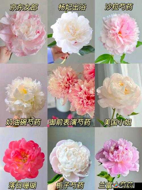 香软玉滑 LVL 芍药笔趣阁好看吗：探究其独特魅力所在