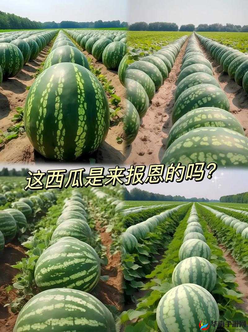 51 热门大瓜今日大瓜 2024 到底有何惊人内幕详情快看