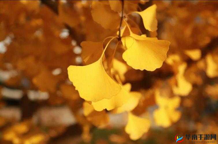 日韩 OV 成人 A∨ 银杏视频：成人影片中的经典之作