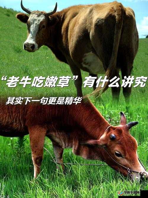 探索老牛嫩草一二三产品区别:深入分析其各自特点与差异