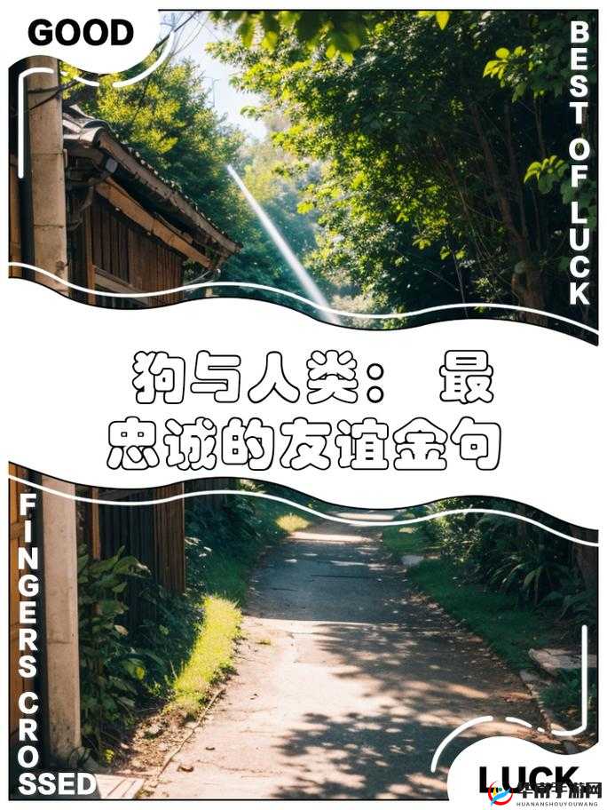 人与猪狗的奇妙生活：探索别样的生命故事