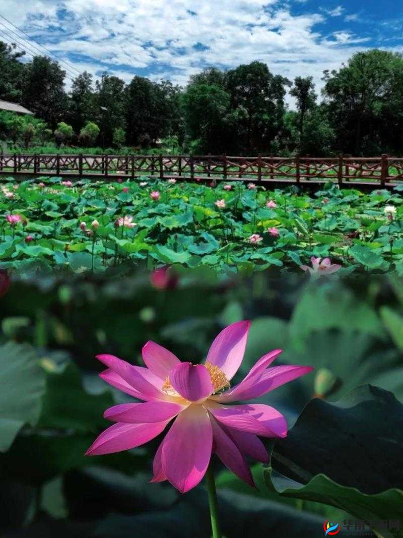 两瓣红莲今夜开一池碧水盼君浴：唯美画卷中的浪漫邀约