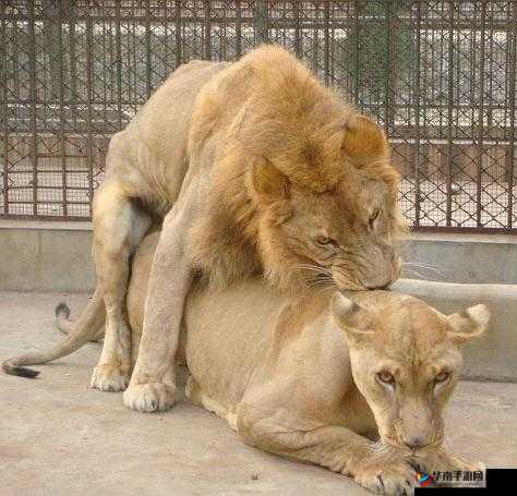 大屌强势插入带来的震撼与激情体验