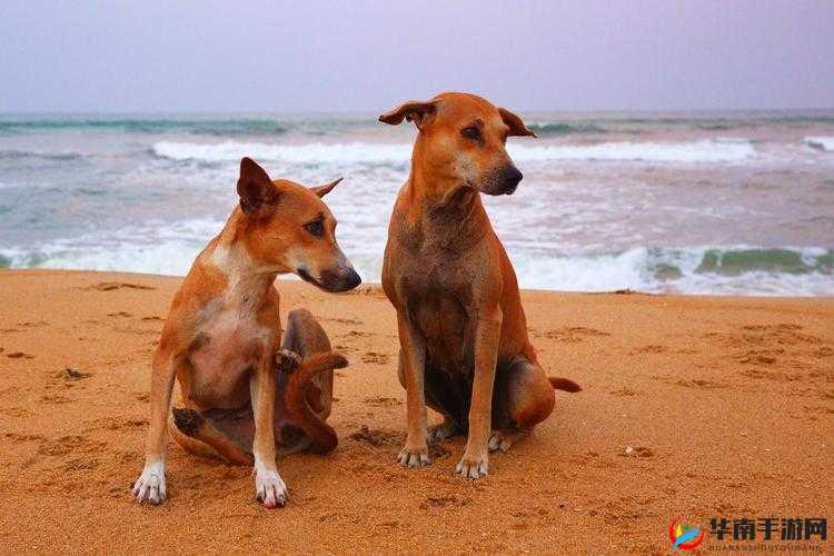 我的狗老公拉婆婆一起开启幸福家庭生活新篇章