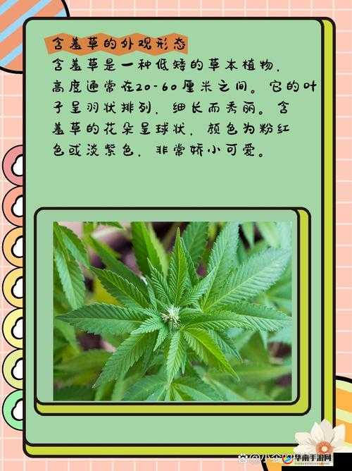 含羞草、四叶草、三叶草的奇妙花语与寓意