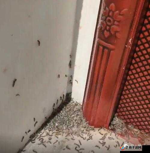 他的舌头探进蜜源毛毛虫说说视频:让人惊讶的独特景象