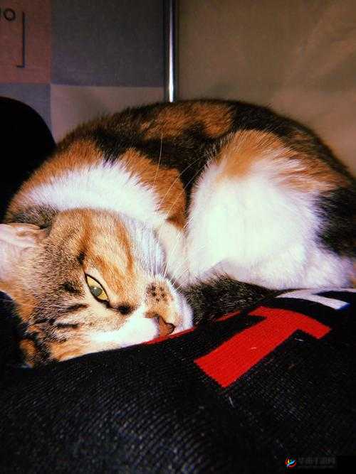 关于 XXXXX 睡觉性 XxXX2024 的深入分析与探讨