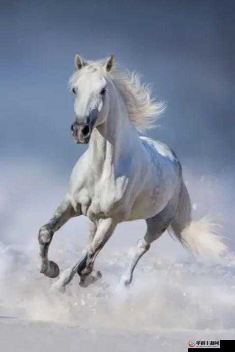 老马在幸福生活中尽情享受美好时光