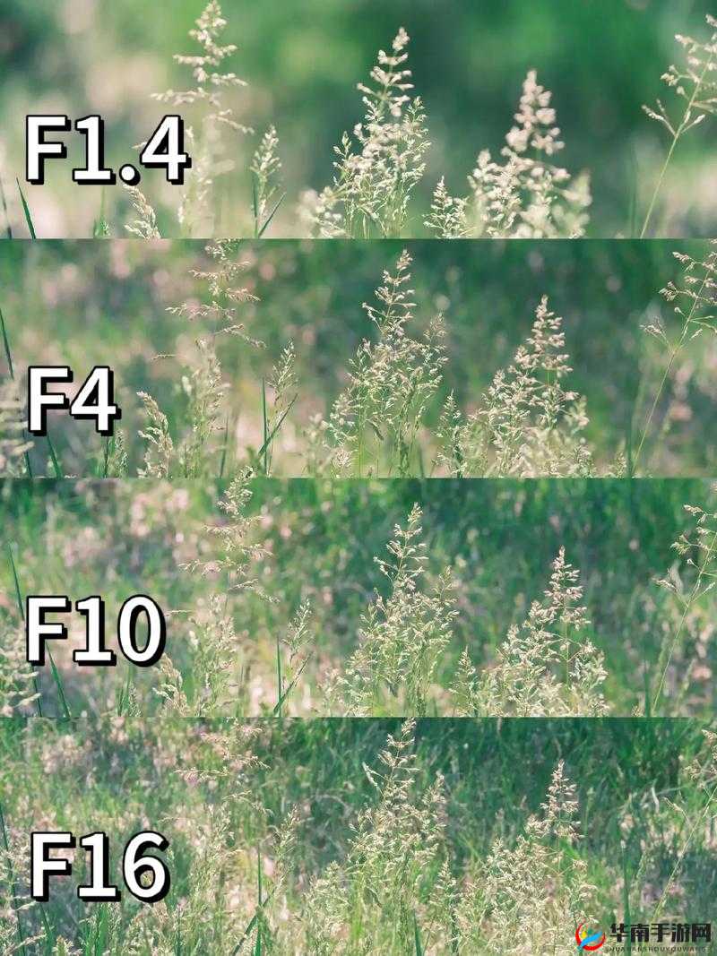 光圈大小差异的奥秘:不同光圈带来的视觉效果大不同