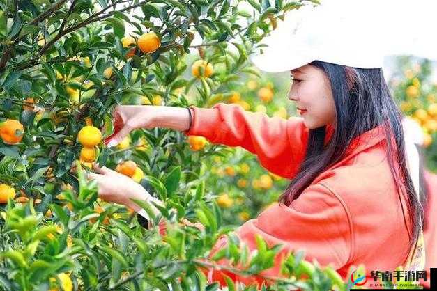 采蜜 1v.1h 采意方橙：一场独特的采蜜之旅