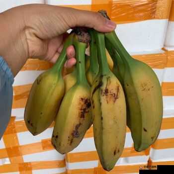 国产 AV 芭蕉香蕉在线观看：演绎激情与浪漫