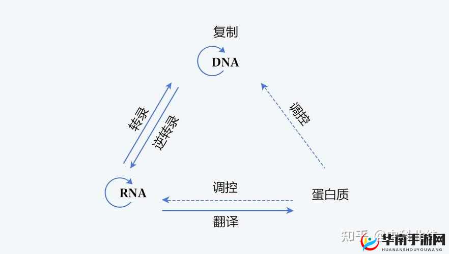 DNA 与 RNA 杂交视频:深入探索生命遗传的奥秘