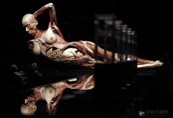 探索人体艺术的极致之美:欣赏 ryⅠskyart 极品人体的魅力