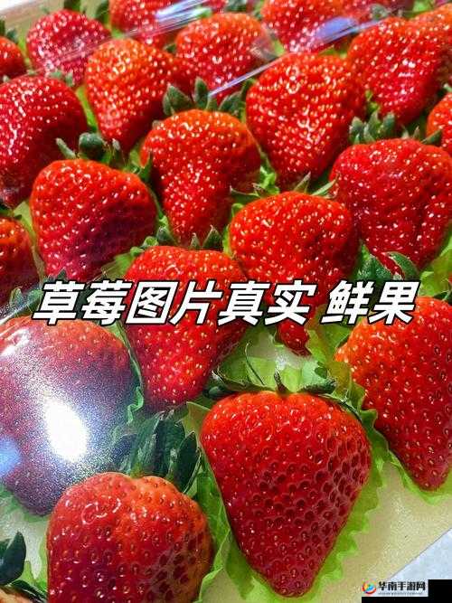 成人内容：草莓视频在线无限观看，无尽精彩等你来发掘