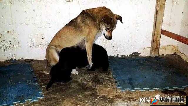 不可描述：女人与大黄公拘交酡背后的故事