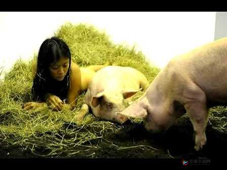 如何看待女人和公猪交内谢？