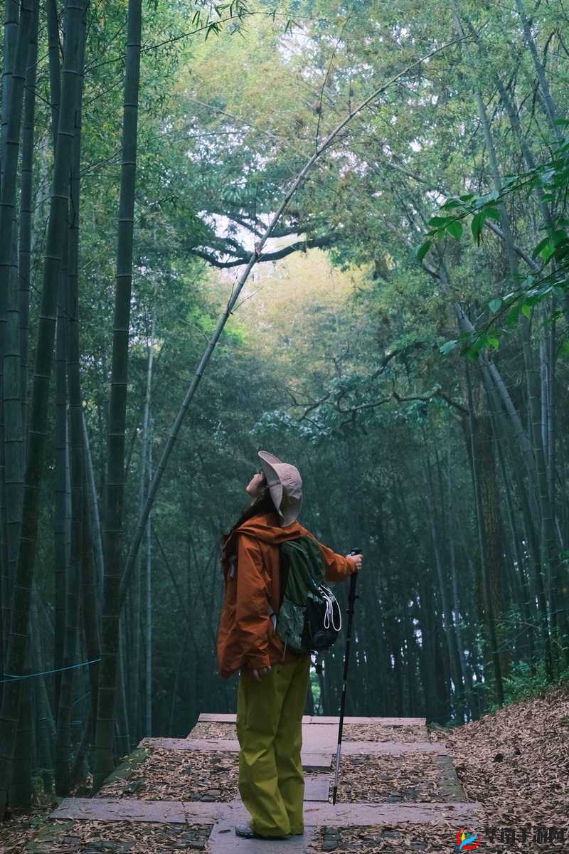 将军边挺进那片神秘的 H 树林