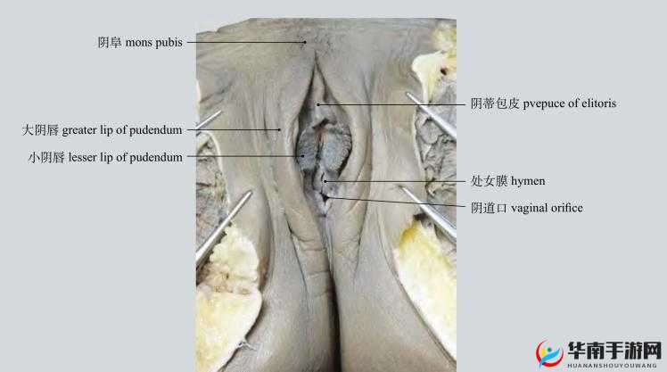 处 nu 膜是怎样才算破了：你需要了解的关键问题
