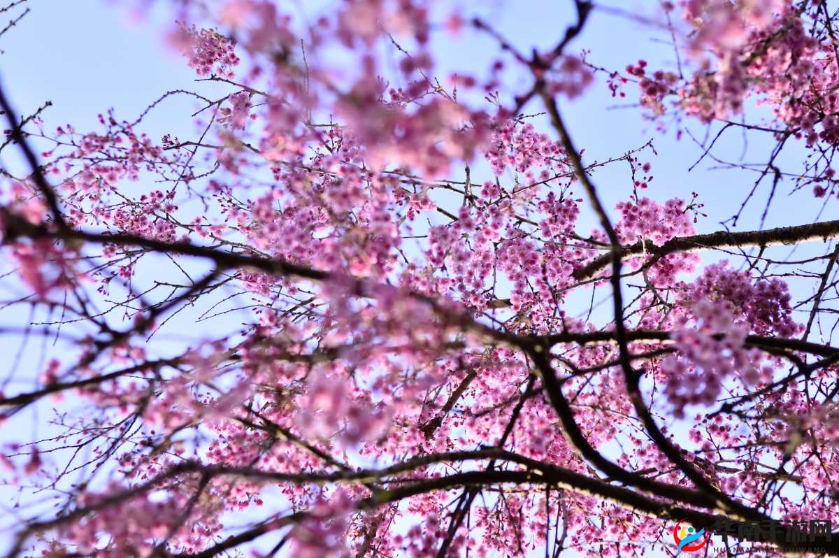 榨病精炼 1—6 樱花：关于其特性与应用的详细探讨