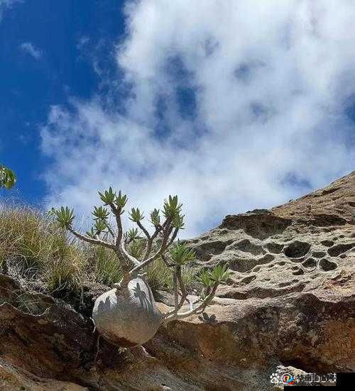 ：多毛大隂户撒尿：大自然的奇妙景象