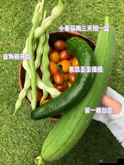 香蕉榴莲丝瓜草莓黄瓜的奇妙组合与别样风情