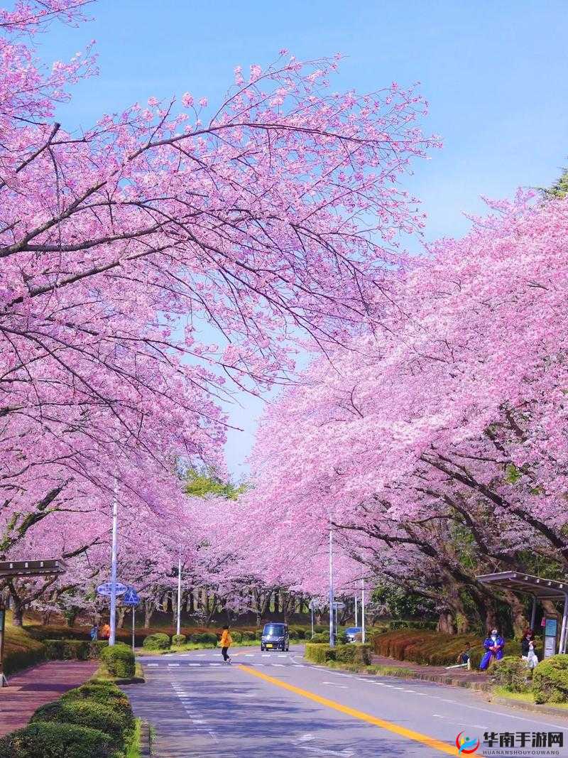 樱花官网官方入门网站网页版：探索美丽的樱花世界