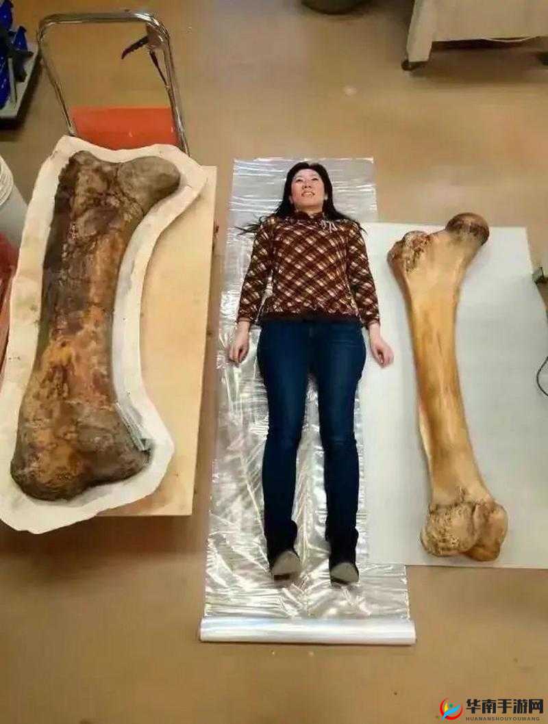 非洲人性之兽性：探索人类与动物的禁忌关系