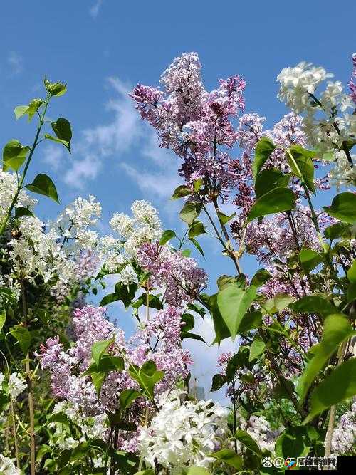 激情五月：绽放的丁香花