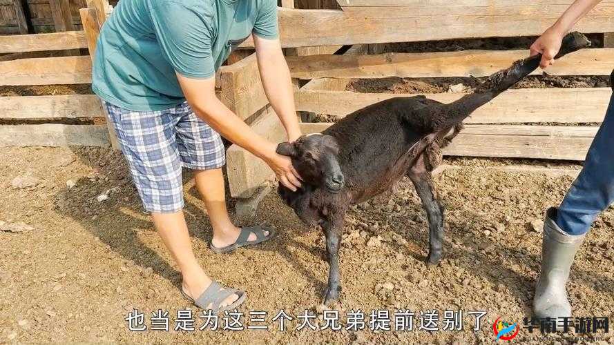 拔萝卜降黄91：一个有趣且独特的行为及其背后意义