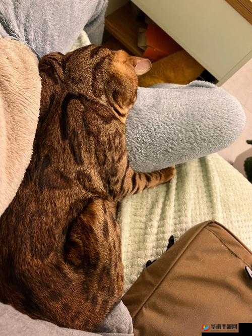 撒尿 BwwBwwBww 毛的奇妙经历与独特展现