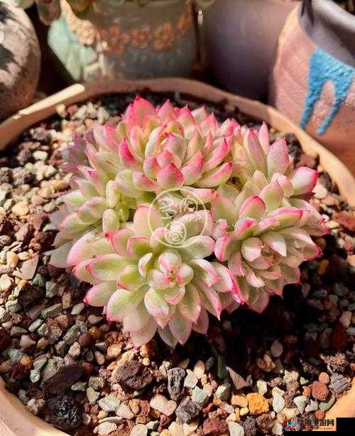 高+n+车多肉多 p：探索未知的激情与刺激