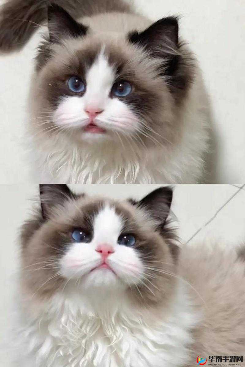 萌宠大爆炸告别日，3月12日，一段回忆的落幕