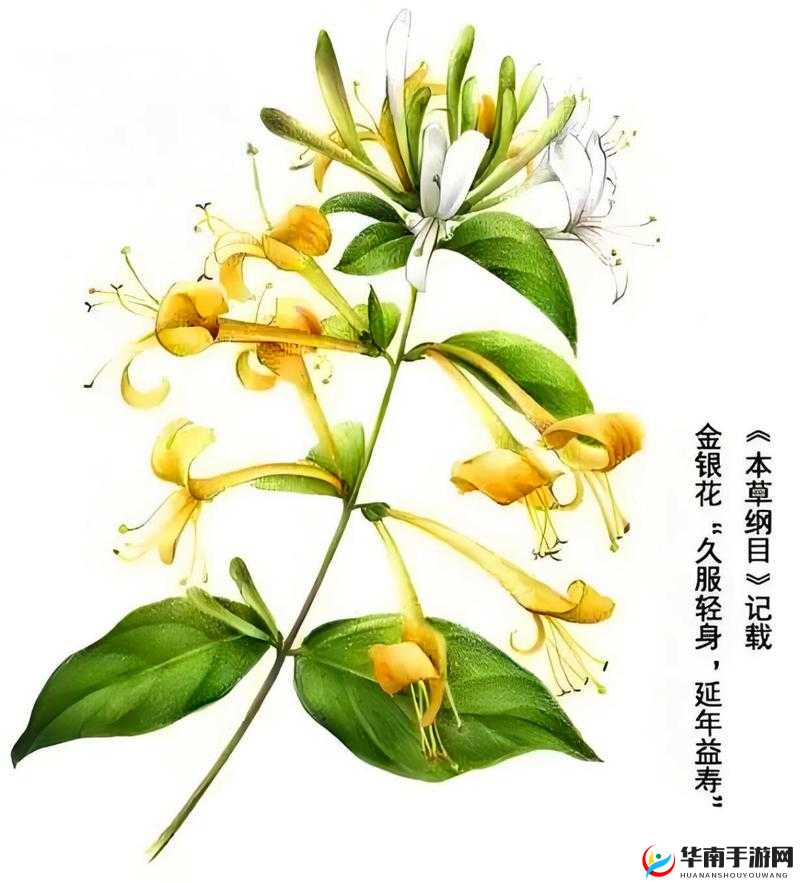 父承子液金银花之独特饮品魅力探析