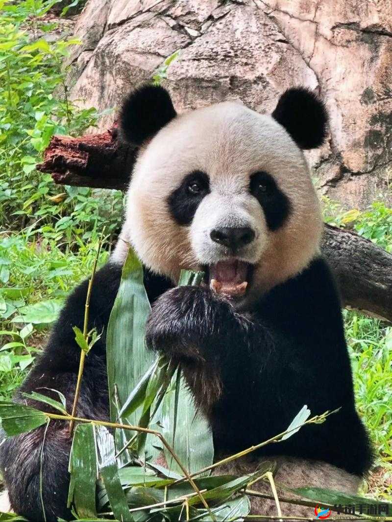 蜜桃传媒-熊猫成人网：探索成人世界的精彩奥秘