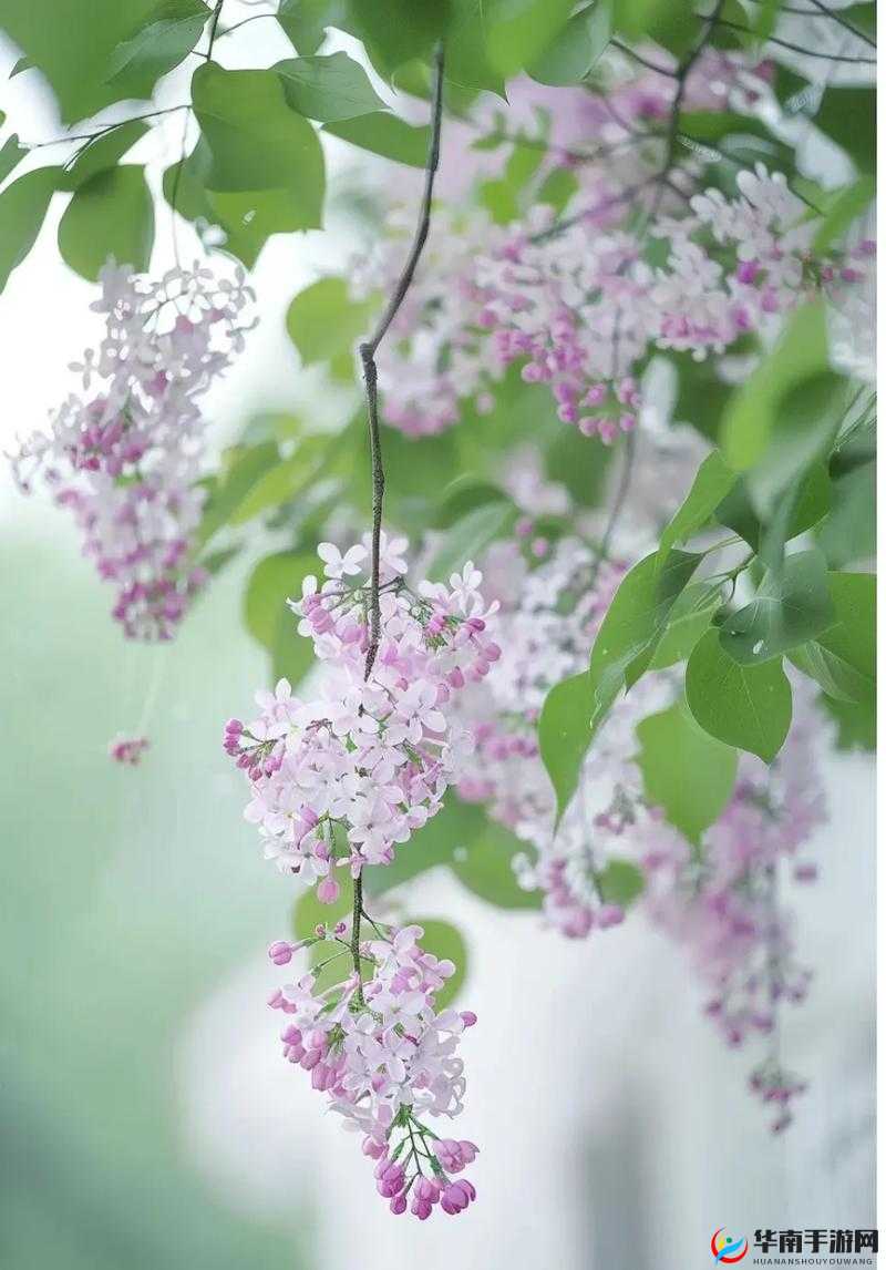 丁香花高清在线观看完整剧情：带你领略丁香花的魅力世界