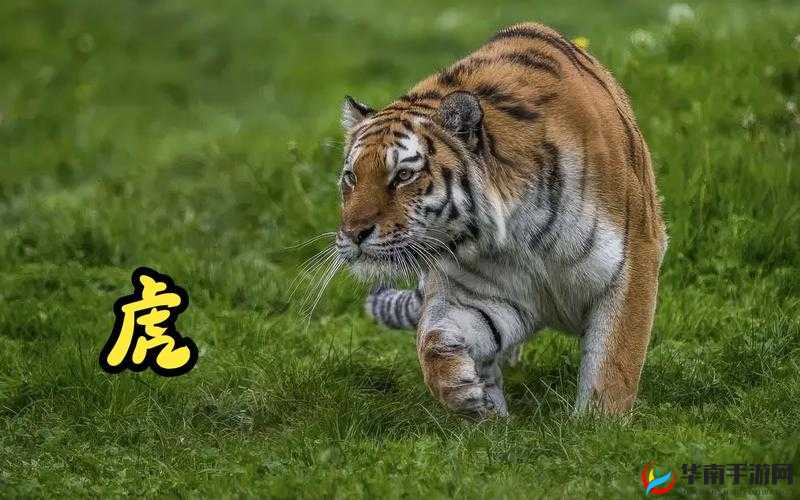 动物世界视频全集免费精彩呈现不容错过