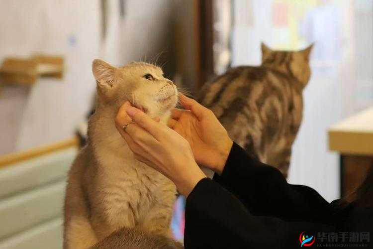 如何让男人的 伸到 里擼擼社软件更受欢迎：探索用户需求和提升用户体验的方法