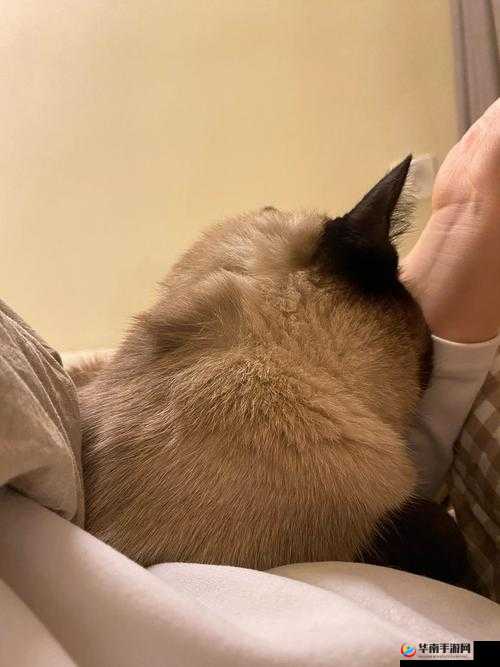 乖好舒服，把腿张开麻豆文轩的别样体验与感受