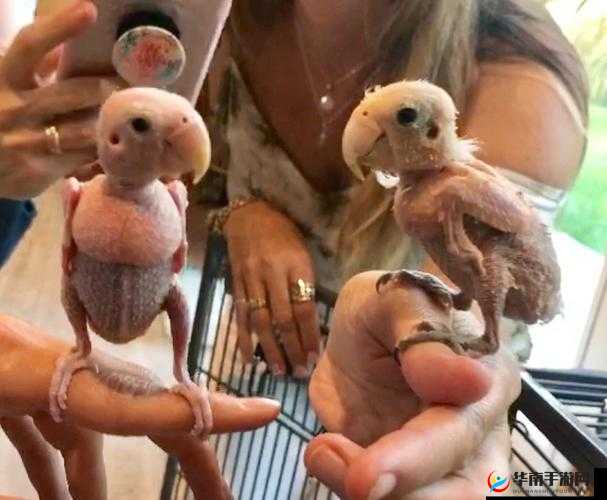 撒尿 WBWBWB 毛的独特故事与奇妙经历