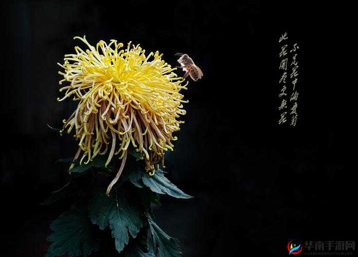 CHlNAESEⅩⅩⅩⅩⅩ天美:展现独特魅力与无限可能的存在