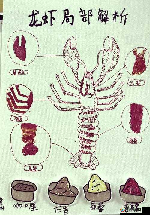 探索龙虾:从生物学特征到烹饪方法的全面解析