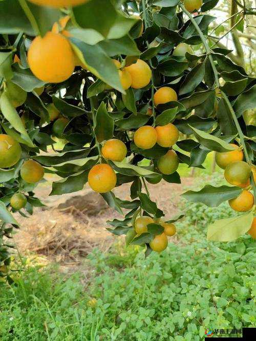 成人 av 一区二区三区无码金桔：一种口感独特的水果