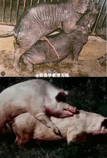 女人与公猪交免费网站相关内容及精彩探索