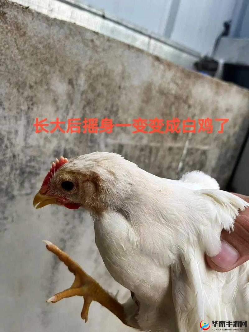 鸡太小想变大之应对方法探讨