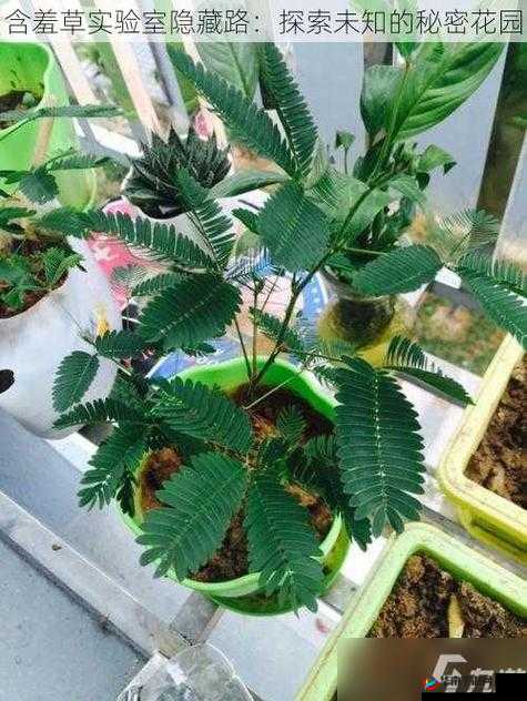 含羞草实验所隐藏 2024：揭示未知的秘密