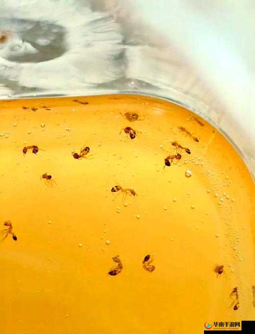 蜂蜜之扰：在甜蜜与困境之间的挣扎